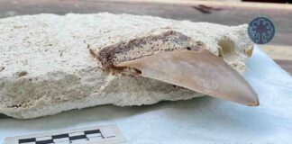 Descubren dientes de megalodón en Tulum: el primer hallazgo científico en Quintana Roo