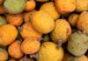 Madd de Casamance tradición, sostenibilidad y prosperidad para las comunidades rurales