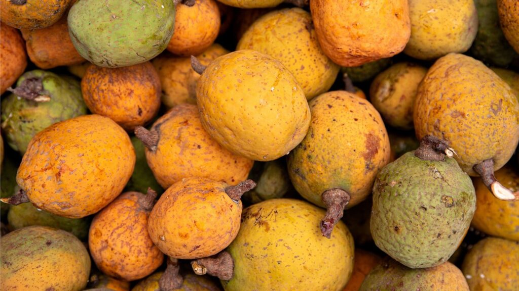 Madd de Casamance tradición, sostenibilidad y prosperidad para las comunidades rurales