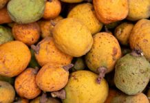 Madd de Casamance tradición, sostenibilidad y prosperidad para las comunidades rurales