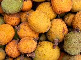 Madd de Casamance tradición, sostenibilidad y prosperidad para las comunidades rurales