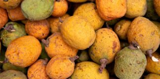 Madd de Casamance tradición, sostenibilidad y prosperidad para las comunidades rurales