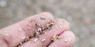 Microplásticos y nanoplásticos: ¿Qué son y cómo afectan tu salud?