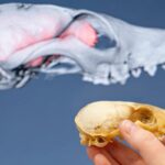 Zorros isleños desafían la ciencia - cerebros más grandes para sobrevivir en entornos extremos