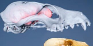 Zorros isleños desafían la ciencia - cerebros más grandes para sobrevivir en entornos extremos