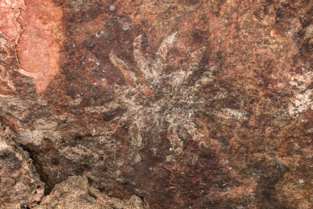 Autentifican pinturas rupestres en Tehuacán legado milenario que impulsa turismo y cultura