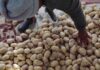 Cómo la papa está transformando la vida de estos agricultores