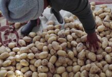 Cómo la papa está transformando la vida de estos agricultores