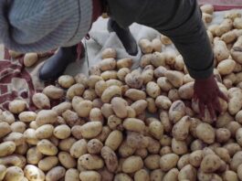 Cómo la papa está transformando la vida de estos agricultores
