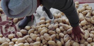 Cómo la papa está transformando la vida de estos agricultores