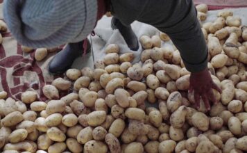 Cómo la papa está transformando la vida de estos agricultores