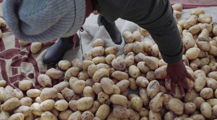 Cómo la papa está transformando la vida de estos agricultores