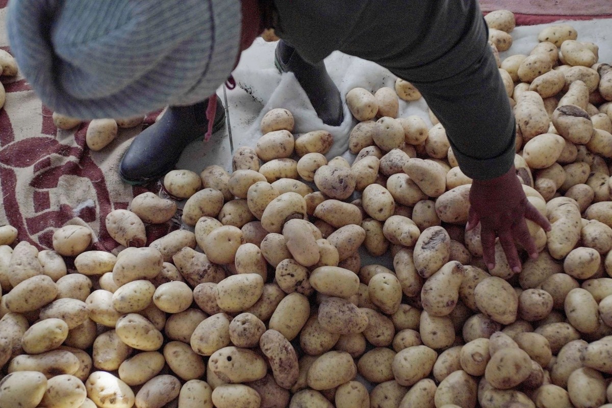 Cómo la papa está transformando la vida de estos agricultores Cómo la papa está transformando la vida de estos agricultores