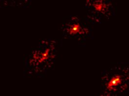 Descubren una rara Cruz de Einstein que revela materia oscura en el universo primitivo