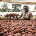 El cacao que educa, alimenta y transforma una isla africana