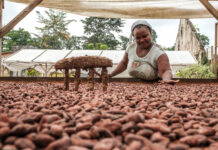 El cacao que educa, alimenta y transforma una isla africana
