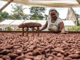 El cacao que educa, alimenta y transforma una isla africana