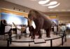 El mamut colombino en México revela un linaje único según estudio paleogenómico