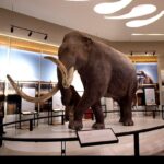 El mamut colombino en México revela un linaje único según estudio paleogenómico