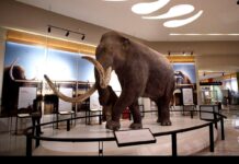 El mamut colombino en México revela un linaje único según estudio paleogenómico