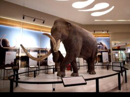 El mamut colombino en México revela un linaje único según estudio paleogenómico