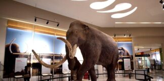 El mamut colombino en México revela un linaje único según estudio paleogenómico