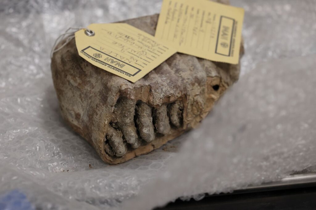El mamut colombino en México revela un linaje único según estudio paleogenómico