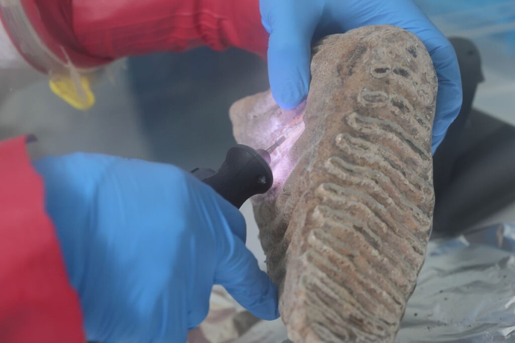 El mamut colombino en México revela un linaje único según estudio paleogenómico