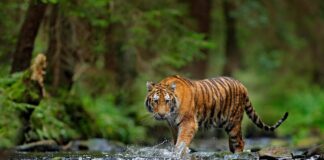 Graves vacíos legales amenazan la lucha contra el tráfico ilegal de tigres, revela nuevo informe Graves vacíos legales amenazan la lucha contra el tráfico ilegal de tigres, revela nuevo informe