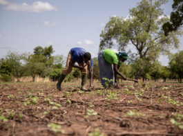 La temperatura del planeta sube y tu cuerpo lo siente: el impacto del calor extremo