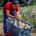 Tecnología y tradición producción de más fruta con menos mano de obra