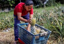 Tecnología y tradición producción de más fruta con menos mano de obra