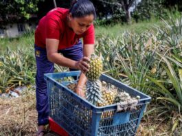 Tecnología y tradición producción de más fruta con menos mano de obra