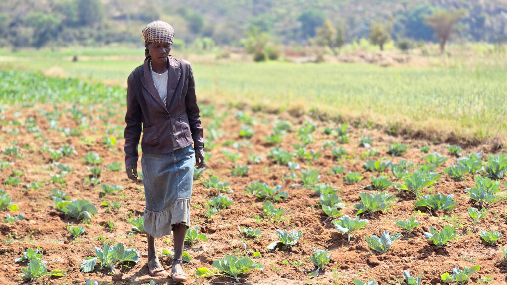 Cómo el riego solar y la capacitación agrícola cambian comunidades rurales