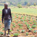 Cómo el riego solar y la capacitación agrícola cambian comunidades rurales