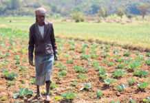 Cómo la energía solar y la capacitación agrícola cambian comunidades rurales Cómo el riego solar y la capacitación agrícola cambian comunidades rurales