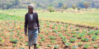 Cómo el riego solar y la capacitación agrícola cambian comunidades rurales
