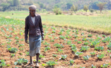Cómo el riego solar y la capacitación agrícola cambian comunidades rurales