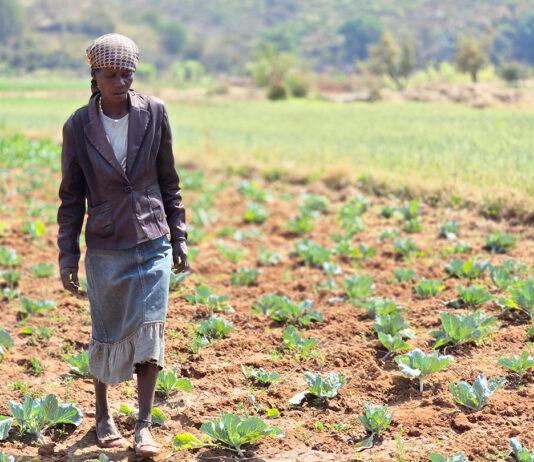 Cómo el riego solar y la capacitación agrícola cambian comunidades rurales