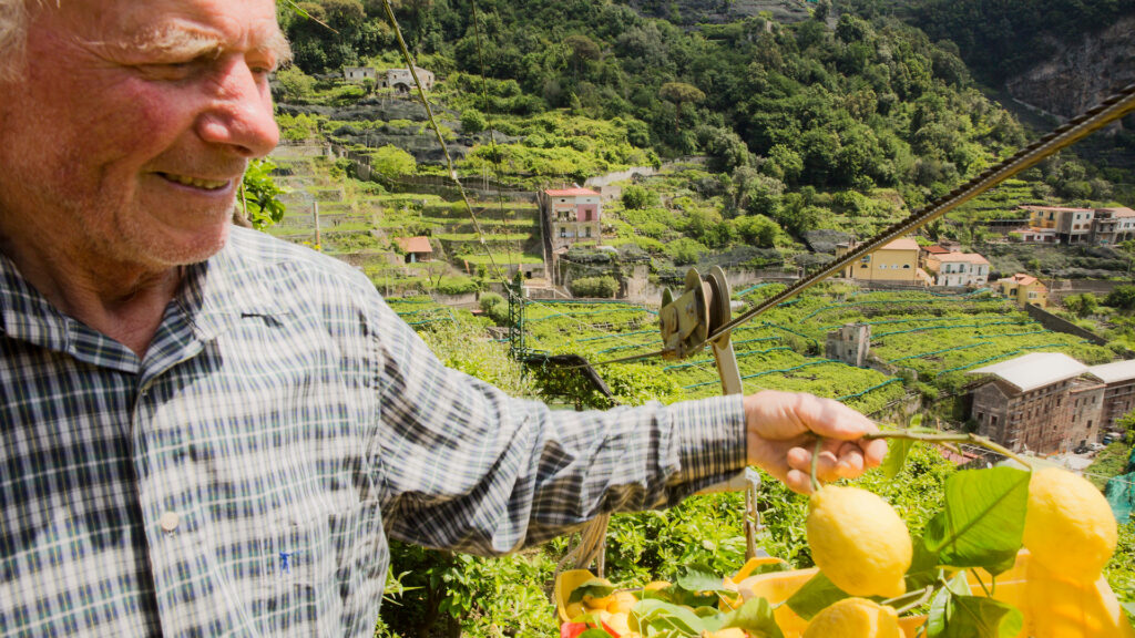 El limón de Amalfi patrimonio agrícola vivo en riesgo de desaparecer