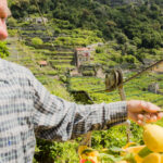 El limón de Amalfi patrimonio agrícola vivo en riesgo de desaparecer
