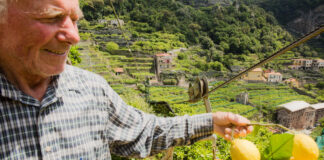 El limón de Amalfi: patrimonio agrícola vivo en riesgo de desaparecer El limón de Amalfi patrimonio agrícola vivo en riesgo de desaparecer