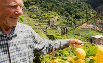 El limón de Amalfi patrimonio agrícola vivo en riesgo de desaparecer