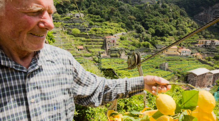 El limón de Amalfi patrimonio agrícola vivo en riesgo de desaparecer
