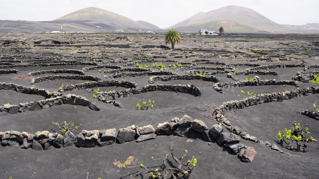 Lanzarote transforma su paisaje volcánico en fuente de vida y sostenibilidad