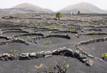 Lanzarote transforma su paisaje volcánico en fuente de vida y sostenibilidad Lanzarote transforma su paisaje volcánico en fuente de vida y sostenibilidad
