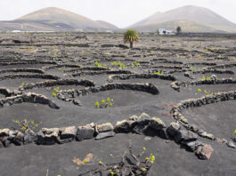 Lanzarote transforma su paisaje volcánico en fuente de vida y sostenibilidad