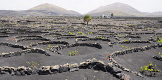 Lanzarote transforma su paisaje volcánico en fuente de vida y sostenibilidad