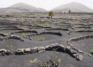 Lanzarote transforma su paisaje volcánico en fuente de vida y sostenibilidad