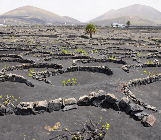 Lanzarote transforma su paisaje volcánico en fuente de vida y sostenibilidad Lanzarote transforma su paisaje volcánico en fuente de vida y sostenibilidad